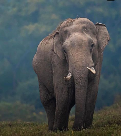 Elephants Sri Lanka. Asian Elephants. Travel Sri Lanka. Travel Asia. Travel photography. Travel Guide. Wildlife photography. Indian Elephant Photography, Sri Lankan Elephant, Travel Sri Lanka, Asian Elephants, Elephant Photography, Elephants Photos, Sri Lanka Travel, Asian Elephant, Indian Elephant