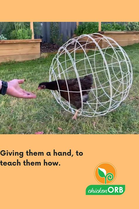 Chicken Orbs, Garden Trains, Chicken Garden, Pet Chickens, Garden Hose, These Girls, Blueberries, Agriculture, The Garden