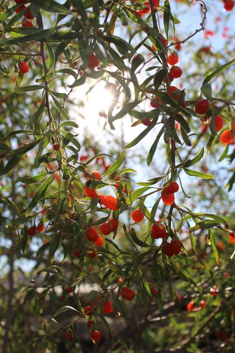 Goji Berries Benefits, Red Moles, Cake Scented Candles, Cherry Lemonade, Fruit Scent, Goji Berry, Summer Scent, Sugar Cake, Apple Cranberry