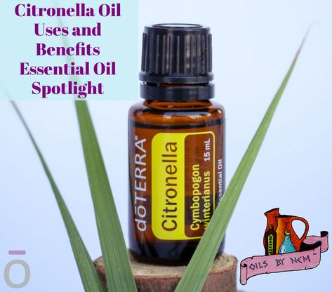 Citronella Oil Uses and Benefits * Essential Oil Spotlight No one likes uninvited pest guests. With Citronella essential oil, you can repel them naturally - https://rpb.li/I6W2P - Whether you’re tackling a favorite hike or relaxing with friends at an outdoor BBQ, Citronella is a great essential oil to have on hand - #OilsByNem #NaturallyRooted #dōTERRA® #cptg #Wellness #EssentialOil #HealthAndWellness #Ayurveda #WellnessJourney #EssentialOils #Oils4Life #OilsForLife #NaturalSolutions #OilUp~! Citronella Oil Uses, Citronella Essential Oil, Essential Oil Safety, Essential Oil Companies, What Are Essential Oils, Citronella Oil, Essential Oil Benefits, Grapefruit Essential Oil, Glass Spray Bottle