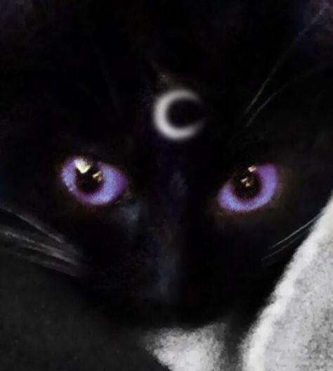 A Black Cat, Purple Eyes, Black Cat, I Hope, Moon, Purple, Black