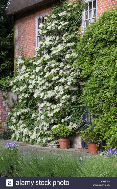 Climbing Hydrangea Hydrangea Petiolaris Stock Photos & Climbing ... Hydrangea Types, Hydrangea Petiolaris, Types Of Hydrangeas, Climbing Hydrangea, Planting Hydrangeas, Up House, Flowering Shrubs, House Wall, Beach Landscape