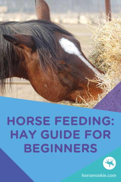 With so many varieties out there, horse owners can feel paralyzed by all the choices – and potential implications of those choices on their horses’ health. We break down types of hay, what to look for, and how to keep your horse happy and healthy!  #horsehay #horsehayfeeder #horsehaystorage How Much Hay To Feed A Horse, Hay For Horses, Hay Feeder For Horses, Horse Nutrition, Horse Hay, Horse Ownership, Horseback Riding Tips, Healthy Horses, Horse Information