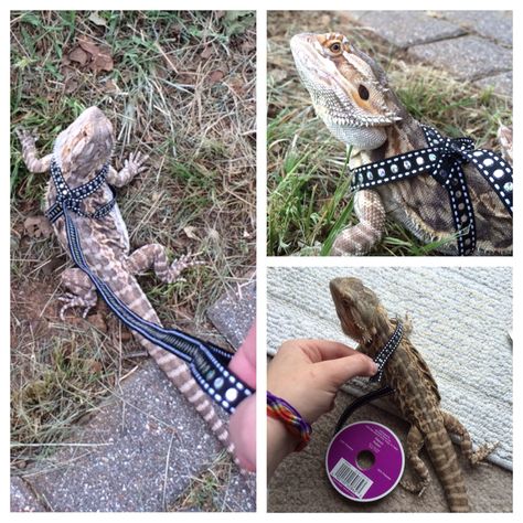 Handmade Comfy Bearded Dragon Ribbon Harness and Leash. Ribbon Harness, Bearded Dragon Leash, Bearded Dragon Diy, Bearded Dragon Cage, Bearded Dragon Habitat, Bearded Dragon Diet, Baby Bearded Dragon, Bearded Dragon Cute, Bearded Dragon Care