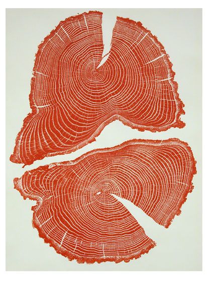 Red Acorn, 40 years old. Bryan Nash Gill. Nature Art Prints, Wood Cut, Arte Sketchbook, Cross Section, Lino Print, Tree Print, Wood Print, A Tree, Wood Art