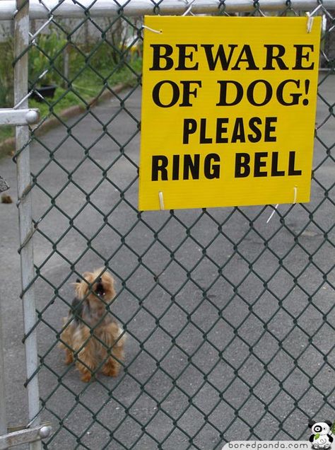 55 Funniest Signs Around the World Weird Town Names, Translate Into English, Shih Tzu Pomeranian, Corgi Poodle, Funny Street Signs, Men And Dogs, Beware Of The Dog, Funny Warning Signs, Funny Road Signs