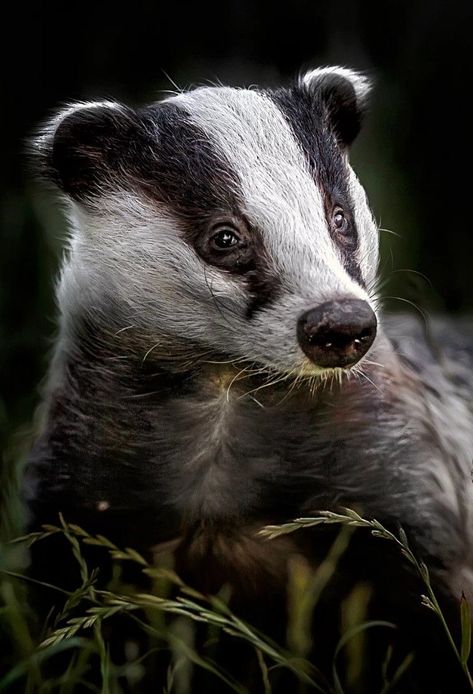 Badger Images, Badger Illustration, Wild Animals Pictures, British Wildlife, Silly Animals, Woodland Creatures, Large Animals, Animal Planet, Zoo Animals