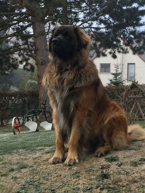 Big Protective Dogs, Big Dog Breeds Gentle Giant, Gentle Giant Aesthetic, Big Dog Aesthetic, Big Doggies, Farm Dogs Breeds, Gentle Giant Dogs, Cute Big Dogs, Estrela Mountain Dog