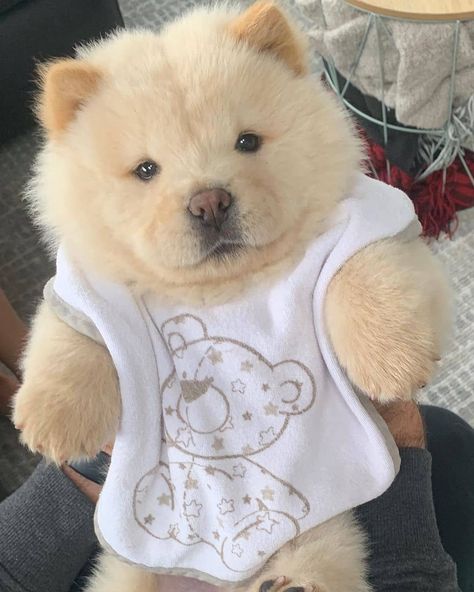 🧸 • • •⁠ 𝗙𝗼𝗹𝗹𝗼𝘄 @chowtimechowchow • • •⁠ 𝗟𝗶𝗸𝗲 & 𝗧𝗮𝗴 a friend to share a smile.⁠ • • •⁠ 📸: @s.imbachowchow Chow Chow Dog Puppy, Perros Chow Chow, Chow Chow Dogs, Cute Cat Drawing, Cute Small Animals, Cute Animals Puppies, Puppy Chow, Cute Little Puppies