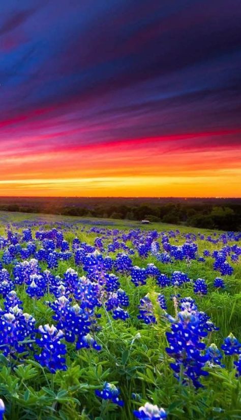 Texas sunrise/sunset Texas Bluebonnets Photography, Landscape Ideas Texas, Bluebonnet Photos, Bluebonnets Texas, Texas Wildflowers, Texas Sunset, Texas Bluebonnets, Blue Bonnets, Landscape Ideas