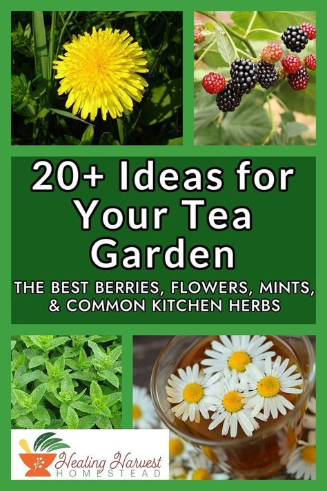 Love Herbs, Herbal Tea Garden, Herbs To Grow, Herbs Plants, Tea Drink Recipes, Handmade Soap Recipes, Healing Garden, List Of Flowers, Kitchen Herbs