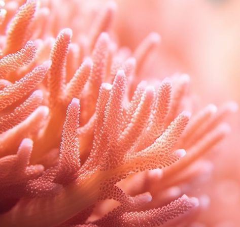 Coral Aesthetic, Moth Aesthetic, Light Coral, Pastel Shades, Aesthetic Colors, Salmon Color, Pink Coral, Shades Of Orange, Color Collection