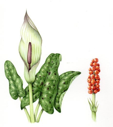 Lords and Ladies Arum maculatum - Lizzie Harper Arum Maculatum, Lizzie Harper, Lords And Ladies, Grass Species, Virginia Creeper, Illustration Techniques, Poisonous Plants, Magic Aesthetic, Baby Fairy