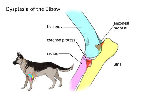 Front Leg Deformity in Dogs Vet Life, German Shepherd Funny, Funny German Shepherd, Vet Medicine, Shepherd Dog Breeds, Medication For Dogs, Pet Tips, Giant Breeds, Veterinary Technician