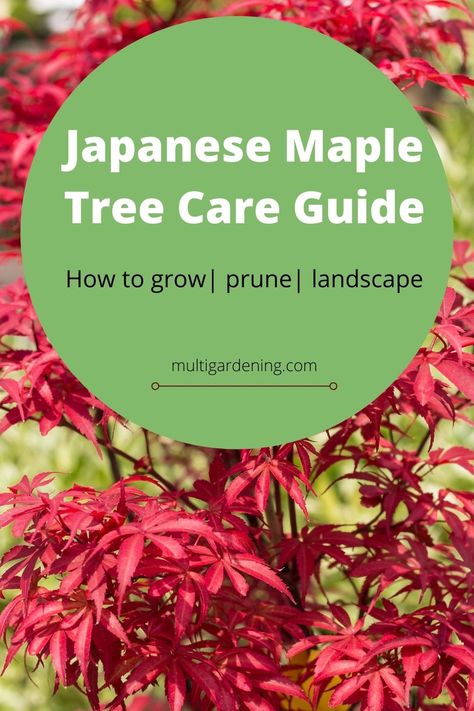 Get great tips on how to grow an care or Japanese Maple trees as well as pruning them and using them in landscaping. #landscaping Fireglow Japanese Maple Tree, Japanese Maple Shade Garden, How To Trim Japanese Maple Tree, Trimming Japanese Maple Trees, How To Prune A Japanese Maple Tree, How To Propagate Japanese Maple Tree, Prune Japanese Maple Tree, Maple Trees Landscape, Pruning Japanese Maples Trees