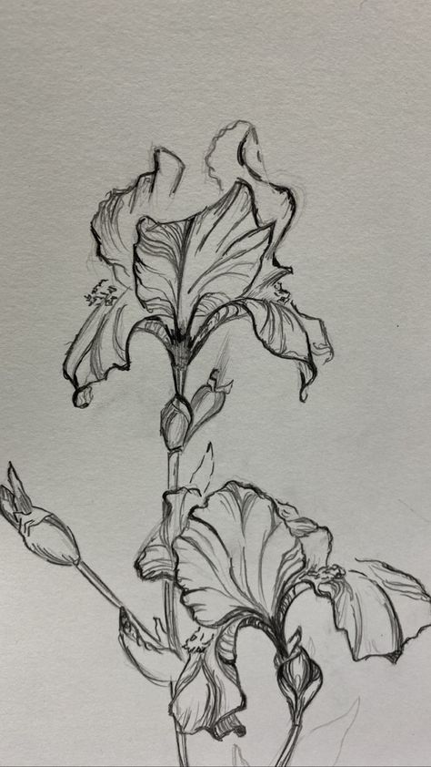 How To Draw Iris, Iris Drawing Flower, Flower Pencil Sketches, Iris Drawings, Iris Flowers Drawing, Lily Flower Aesthetic Drawing, Lily Sketch Simple, Ink Flower Drawing, Sketch Of Lily Flower