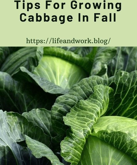 Growing Fall Cabbage How To Grow Cabbage, Growing Cabbage, Cabbage Varieties, Types Of Cabbage, Cabbage Plant, Savoy Cabbage, Pest Management, Easy Mexican, Fall Garden