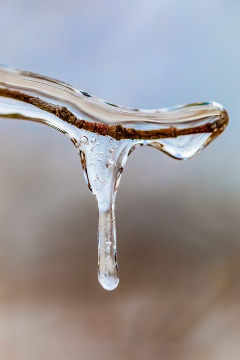 Icicle on Twig after an Ice Storm in Michigan | Tree twig en… | Flickr Michigan Trees, Winter Gown, Winter Gowns, Freezing Rain, Ice Storm, Ice Crystals, Michigan Usa, Water Art, Phone Chain