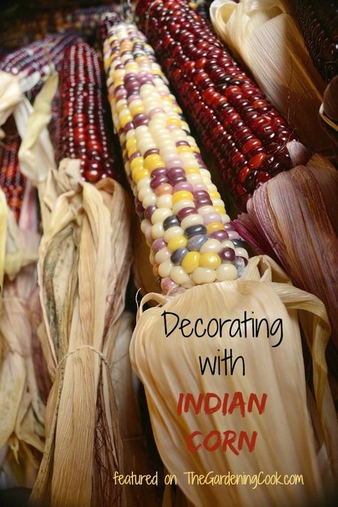 Fall is the perfect time to decorate with Indian Corn. See my round up for lots of ideas for decorating with this fun fall supply. http://thegardeningcook.com/decorating-with-indian-corn/ How To Decorate With Indian Corn, Indian Corn Decor, Ornamental Corn Decorations, Indian Corn Decorations, Native Thanksgiving, Corn For Thanksgiving, Nostalgic Autumn, Corn Decorations, Indian Corn Wreath