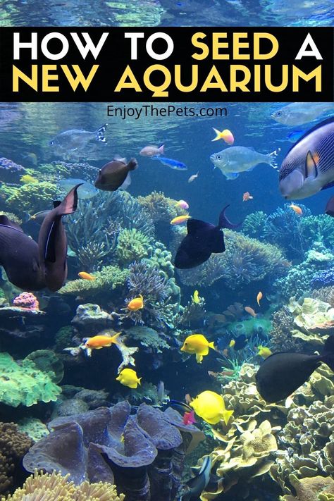 Fish Display, Colorful Aquarium, 55 Gallon Tank, Nitrogen Cycle, Saltwater Fish Tanks, Tropical Fish Aquarium, Giant Fish, Fresh Water Fish Tank, Aquarium Ideas