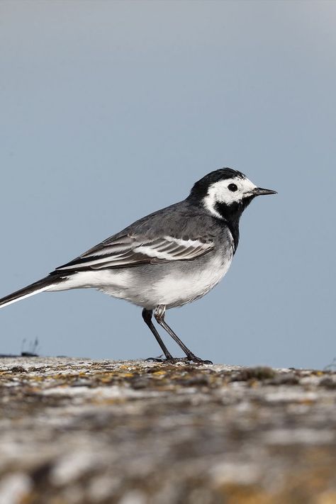 Get to know the Pied Wagtail, an energetic bird often seen in urban areas. Learn about its distinctive tail-wagging, diet, and nesting habits in our detailed guide. Wagtail Bird, Bird Facts, Garden Birds, British Countryside, Finches, Sparrows, Bird Garden, Urban Area, Song Bird