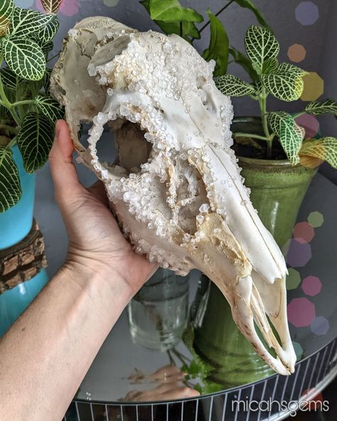 Skull Taxidermy, Borax Skull, Crystalized Skull, Borax Crystal Deer Skull, Borax Crystals Diy Deer Skull, Deer Skull With Moss, Buck Skull, Decorated Animal Skulls, Borax Crystals Diy Ideas