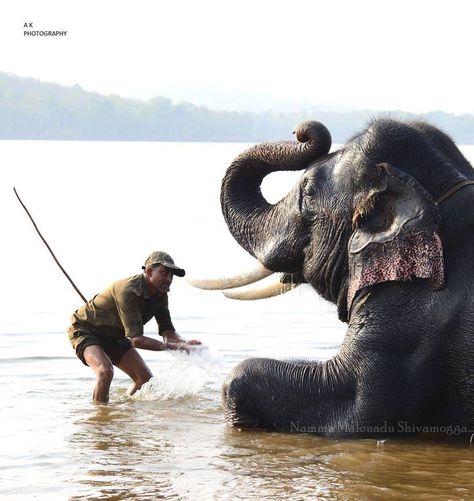 elephant bathing in karnataka Elephant Bathing, Angel Oracle Cards, Oracle Cards, Elephant, Bee, Angel, Animals