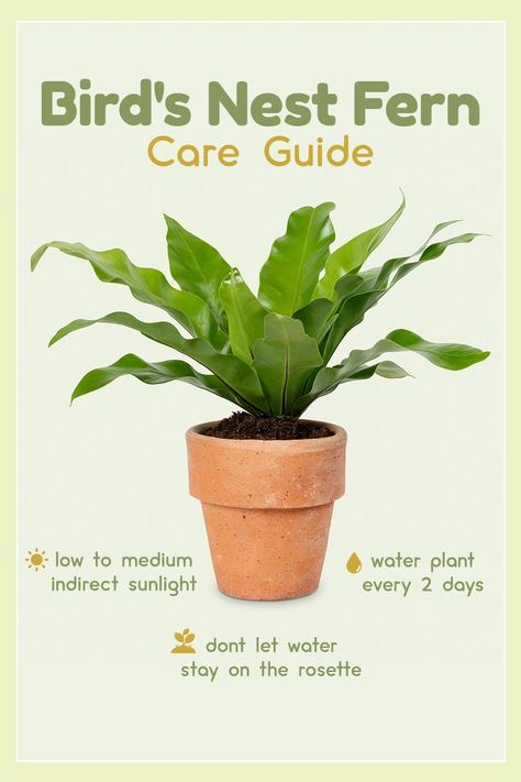 Fern Care Indoor, Fern Plant Care, Dog Safe Plants, Bird's Nest Fern, Ferns Care, Plant Care Guide, Household Plants, Plant Care Houseplant, Inside Plants