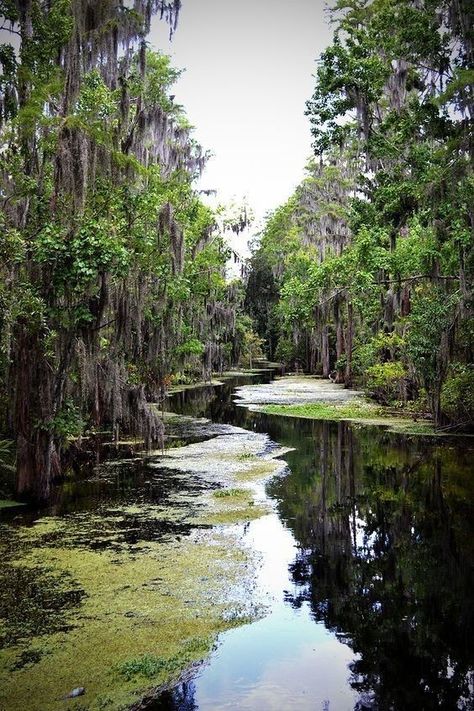 The Everglades, Everglades Florida, Everglades National Park, Florida Living, Florida Vacation, Florida Travel, Orlando Florida, Key West, South Florida