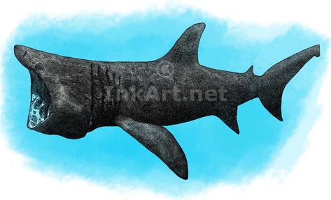 Basking Shark, Species Of Sharks, Shark Drawing, Realistic Illustration, Shark Art, Color Illustration, Sharks, Art Sketchbook, Picture Photo