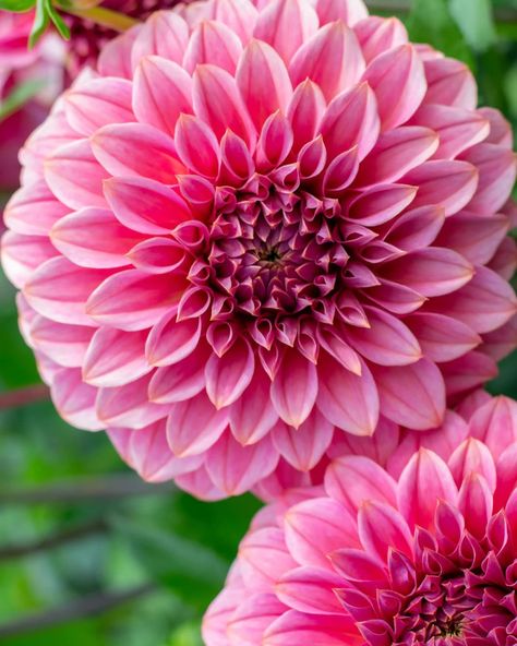 Coorabell Sophie. A beautiful pink dahlia with a lovely form and strong stems. Even though it would be classified as a miniature decorative it really is on the bigger side of that classification. Laura and I were digging the tubers for this one today and they are SO long! Of all the dahlias I’ve grown I think this one would win the prize for the most consistently long tubers. I’d say a fair few were between 30-50cm. We’ll have to get the tape measure out in the shed and see which one is the ... Pink Dahlias, Blush Dahlia, Tall Dahlias, Mauve Dahlia, Ball Dahlia Flower, Light Pink Dahlia, Cut Flower Farm, Australian Flowers, Flower Farmer