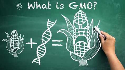 What is Genetically Modified Organism (GMO)? Molecular Genetics, Gmo Corn, Genetically Modified Food, Gmo Foods, Cash Crop, Clean Foods, Wheat Belly, Healthy Supplements, Grade 10