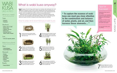 Wabi Kusa, Custom Aquarium, Terrarium Garden, Plants In Jars, Indoor Water Garden, Nano Aquarium, Mini Bonsai, Bottle Garden, Inside Plants