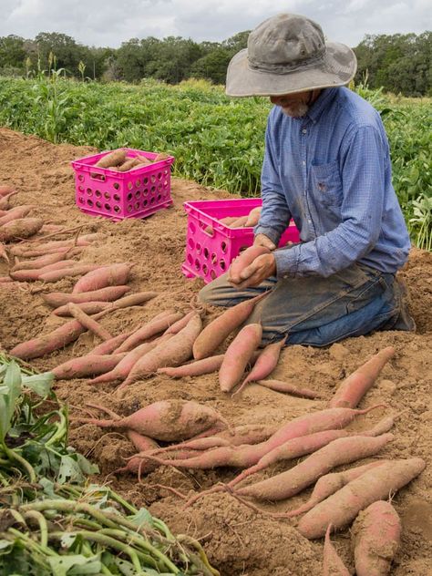 Harvesting sweet potatoes Most Nutritious Vegetables, Potato Harvest, Growing Sweet Potatoes, Home Grown Vegetables, Mother Earth News, School Garden, Farms Living, Home Landscaping, Seasonal Garden