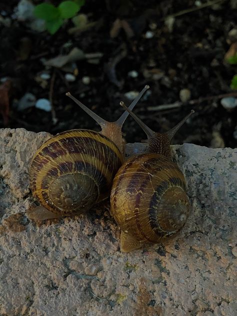 Two Snails In Love, Cute Snails Animals, Snail Pfp, Snails Kissing, Bugs In Love, Aesthetic Snail, Snail Aesthetic, Snails In Love, Garden Snails