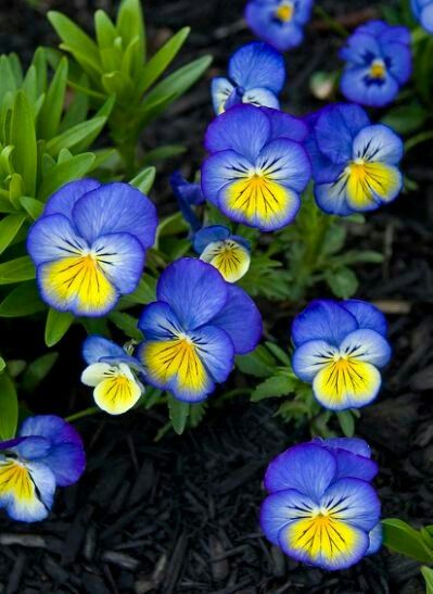 Johnny Jump Up Flowers, Canadian Gardening, Blue Pansies, Viola Tricolor, Johnny Jump Up, Flower Dome, Cottage Flowers, Sweet Violets, Pansies Flowers