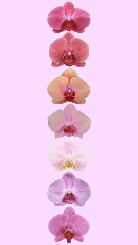 orchids orchid flowers flower nature spring summer florals floral orchid aesthetic orchids aesthetic pink orchids purple orchids pretty orchids orchid wallpaper orchid inspo flower wallpaper flower inspo kali uchis aesthetic y2k aesthetic girly aesthetic iPhone wallpaper girly wallpaper HD girly wallpaper Girly Wallpaper Hd, Kali Uchis Aesthetic Wallpaper, Orchid Wallpaper Iphone, Orchid Aesthetic Wallpaper, Orchid Flower Wallpaper Iphone, Orchid Flower Aesthetic Wallpaper, Orchid Iphone Wallpaper, Orchids Aesthetic, Kali Uchis Aesthetic