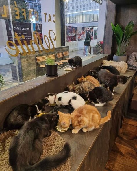 Java Whiskers Cat Cafe, Cat Cafe Interior, Cat Cafe Aesthetic, Cold Foam, Cafe Ideas, Cookie Butter, Cat Cafe, Had Enough, Cafe Interior