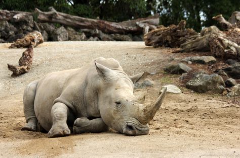 Biodiversity loss is the very real end of the world and no one is acting like it Biodiversity Loss, Ocean Trench, Black Rhinoceros, Mass Extinction, History Of Earth, Science Stories, Nature Words, Feel Good Stories, Majestic Animals