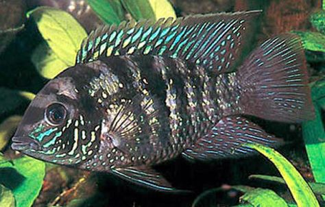 Blue Acara Cichlid (Aequidens Latifrons) American Cichlid, South American Cichlids, Freshwater Aquarium Fish, African Cichlids, Cool Fish, Home Aquarium, Beautiful Sea Creatures, Underwater Creatures, Beautiful Fish