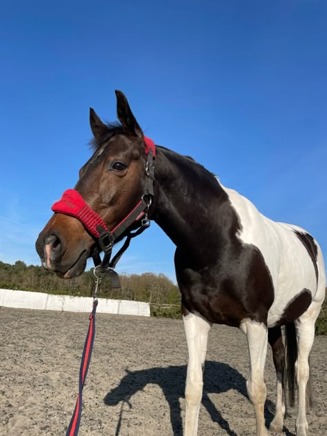 #mare #prettygirl #horse #prettyhorse #skewbald Paint Warmblood, Skewbald Horse, Piebald Horse, Sarah Stone, Mare Horse, Bay Horses, Pictures Of Horses, American Paint Horse, Horse Products