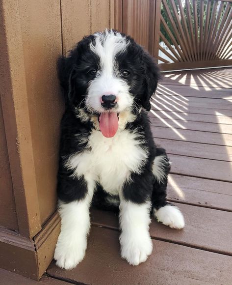 Bailey-Joe | Dog Blogger 🐾 (@baileymyfavoritebernedoodle) posted on Instagram • Aug 4, 2020 at 3:43pm UTC Black And White Bernedoodle, Bordoodle Puppies, Cute Animals, Blogger, Puppies, Black And White, Dogs, Animals, On Instagram