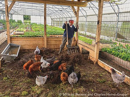 Profitable and Ecological Small-Scale Farming - BC Farms & Food Animal Farming, Food Forest Garden, Homesteading Diy, Homestead Farm, Farm Layout, Farm Business, Farm Projects, Chicken Garden, Farm Lifestyle