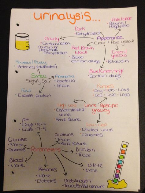 Urinalysis Vet Nursing Study, Vet Tech Urinalysis, Vet Tech Reference Cards, Vet School Study Tips, Student Veterinary Nurse, Vet Nurse Student, Vet Assistant Tips, Vet Tech Notes, Future Veterinarian