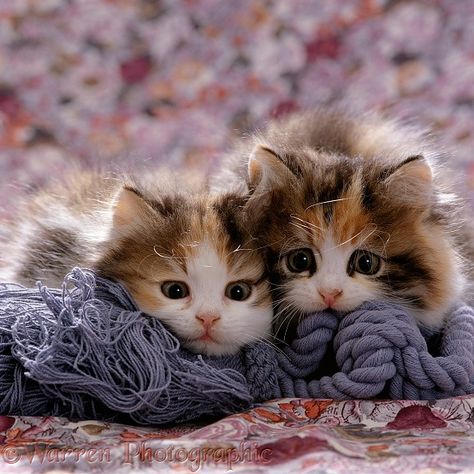 Persian-cross Tortoiseshell-and-white kittens, 8 weeks old, lying on some blue soft rope.