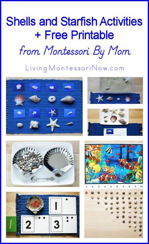 Starfish Activities, Exploration Activities, Explorers Activities, Montessori Lessons, Practical Life Activities, Ocean Unit, Montessori Practical Life, Ocean Activities, Montessori Preschool