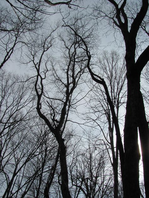 spooky trees Bare Trees, Dark Tree Aesthetic, Spooky Tree, Creepy Tree, Spooky Forest Wallpaper, Spooky Forest Background, Sppoky Tree, Relaxing Backyard, Spooky Trees