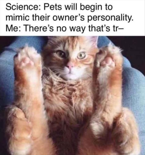 Adult Humor Quotes, Inappropriate Memes, Science Fact, Halloween Memes, Dirty Memes, Humor Inappropriate, Funny Jokes For Adults, Morning Humor, Funny Cat Pictures