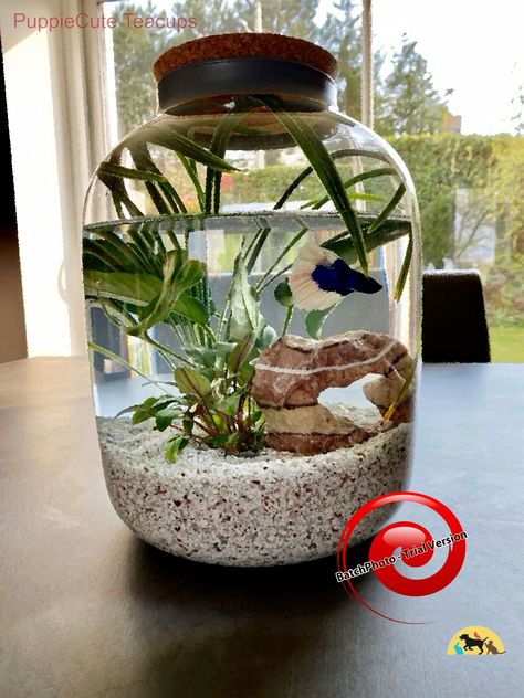 betta tank fish tank designs betta fish fish tank aesthetic fish tank portals fish tank ideas fish tank themes fish tank betta fish tank fish tank ecosystem fish tank setup aquarium design fish tank terrarium fish tank themes ideas fish tank gardening beta fish tank ideas fish tank planter cute fish tank ideas fish tank accessories fish tanks for sale cheap Fish Tank Design Ideas, Aesthetic Fish Tank, Cute Fish Tank Ideas, Aesthetic Fish Tank Ideas, Cute Fish Tank, Fish Tank Aesthetic, Fish Tank Themes Ideas, Betta Fish Tank Mates, Beta Tank