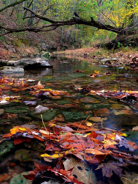 Streams of Autumn - JS Nature Photos Autumn River, Mountain Stream, Fallen Leaves, Autumn Scenes, Autumn Days, Autumn Beauty, Fall Pictures, Favorite Season, Fall Leaves